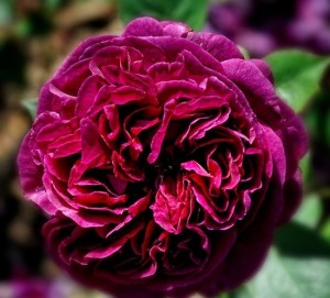 Crimson Rose by Karen Betts. Source: redbubble.com