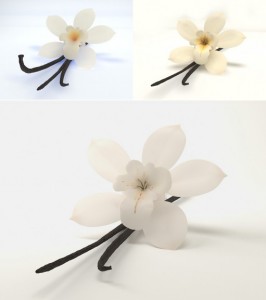 Vanilla flower. Source: visualphotos.com