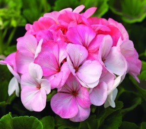 Rose geranium. Source: sett.com