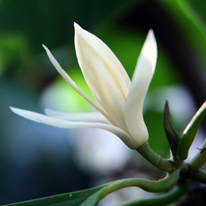 White Champaca, or Michelia Alba. Source: cudgegongnursery.com.au