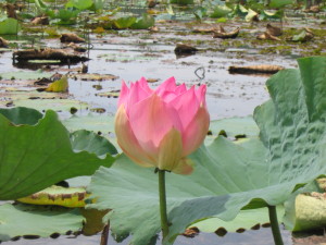Source: http://lotusflowersday.blogspot.com/