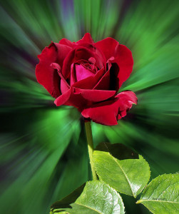 "Red Rose, Green Background" by Thomas Woolworth on FineArtAmerica.com.